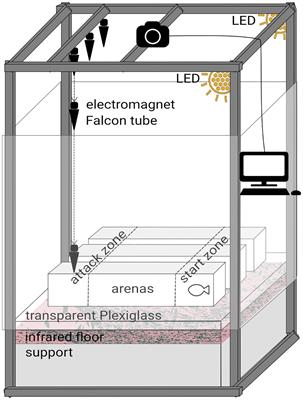 Response to visual and mechano-acoustic predator cues is robust to ocean warming and acidification and is highly variable in European sea bass